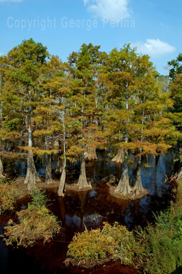 Van Cleave Bayou