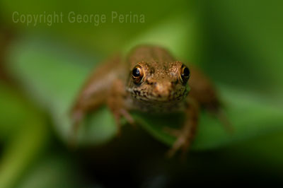 Brown Frog