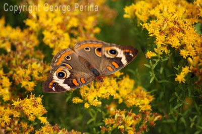 Buckeye Butterfly