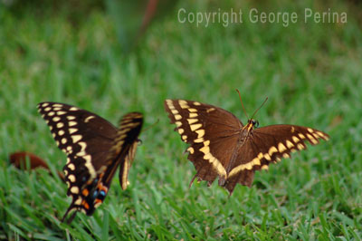 Flight of the Butterflies