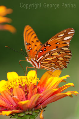 Butterfly Flower