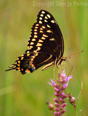 Butterfly Sip