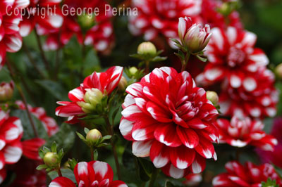 Candy Cane Dahlia