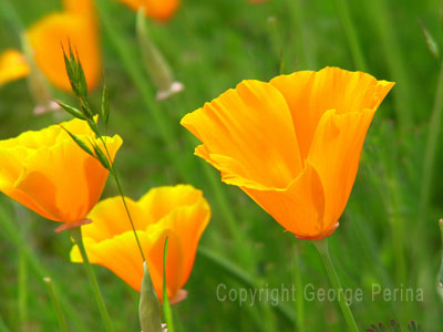 California Poppies