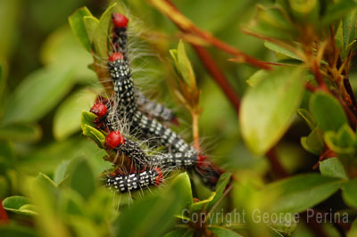 Caterpillar Frenzy