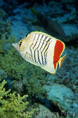 Chevron Butterfly Fish