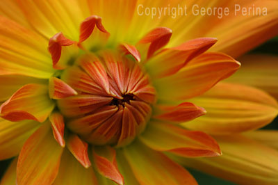 Dahlia Closeup