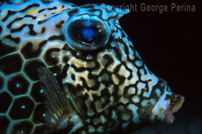 Cowfish