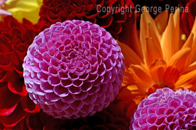 Dahlia Basket