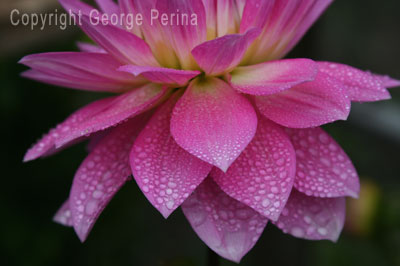 Dahlia Leaves