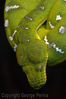 Emerald Boa