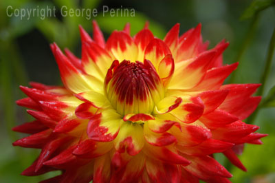 Fire Dahlia