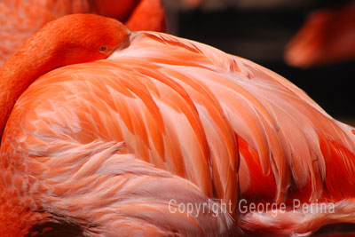 Pink Flamingo