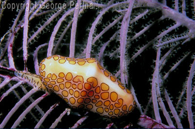 Flamingo Tongue Shell