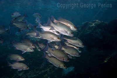 Crystal River Grunts