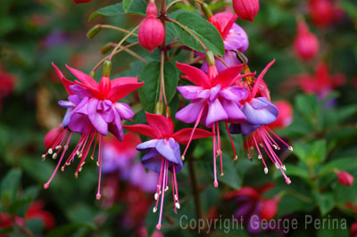 Fuchsias In Bloom