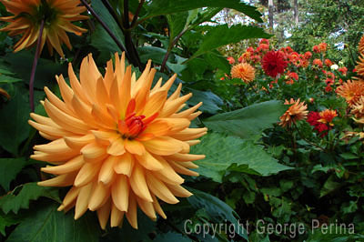 Garden Dahlia