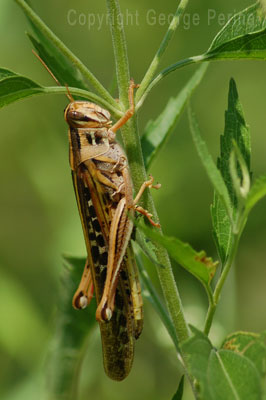 Grasshopper