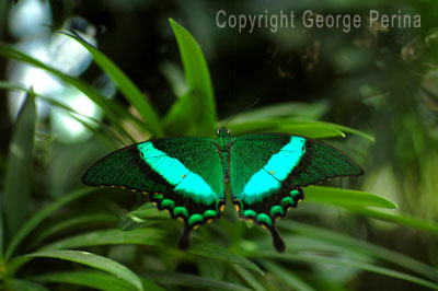 Green Butterfly