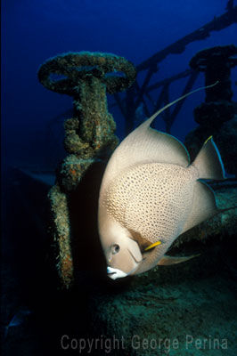 Grey Angelfish