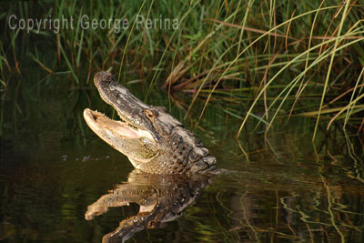 Happy Gator