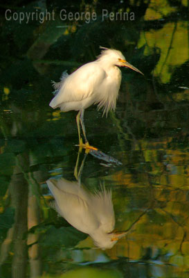 Lost In Reflection