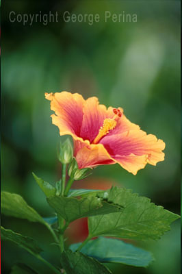 Pink Hibiscus