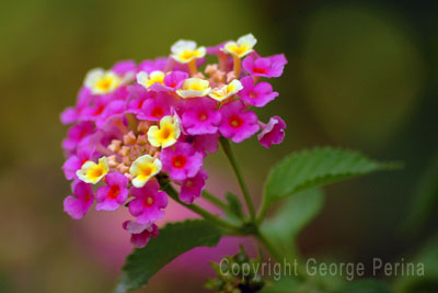 Lantana