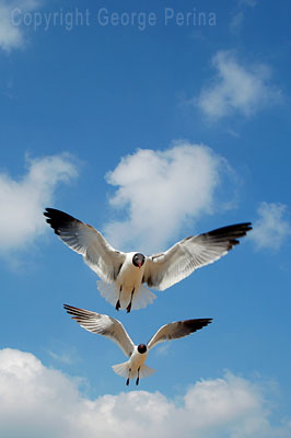 Laughing Gulls