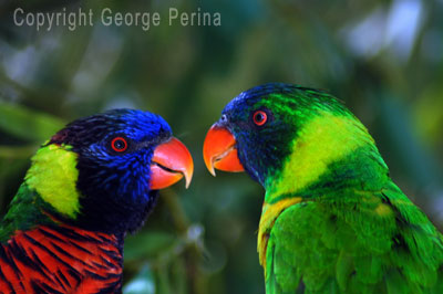 Lorikeets