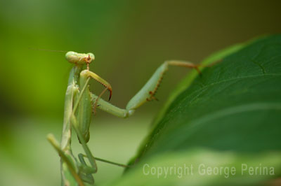 Preying Mantis