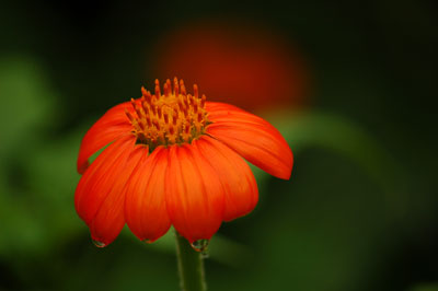 Mexican Sunflower