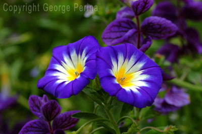 Blue Morning Glories