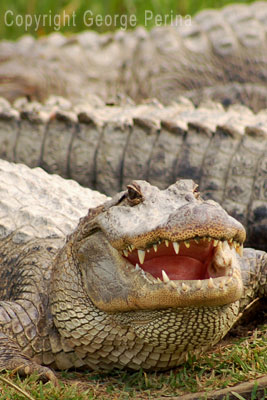 Smiling Gator