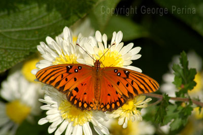 Orange Butterfly