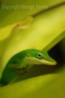 Shy Anole Lizard