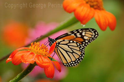 Orange On Pink