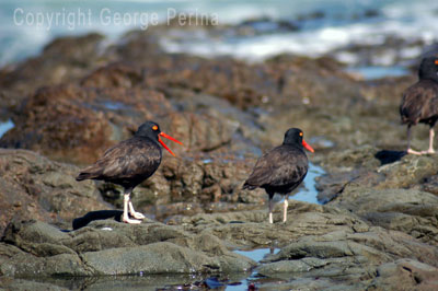 Oyster Catcher