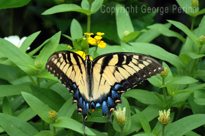 Palamedes Butterfly