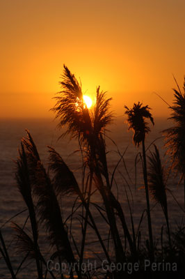 Pampas Sunset