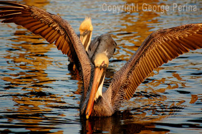 Pelican Avenger