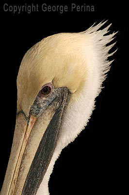 Pelican Profile