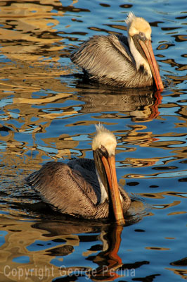 Pelican Duo