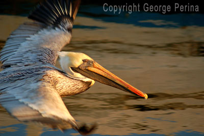 Pelican Flight