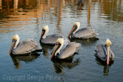 Pelican Flock