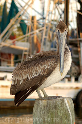 Pelican Gaze