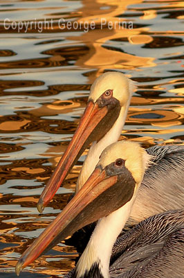 Pelican Portrait