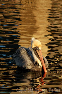 Pelican Ripple