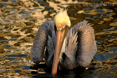 Pelican Stare