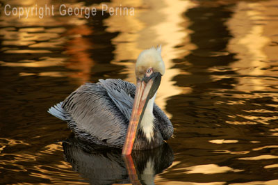 Pelican Stare